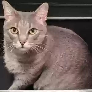 lost male cat chipoo (pronounced 