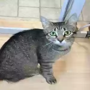 lost female cat charlie