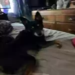 lost male dog rocky