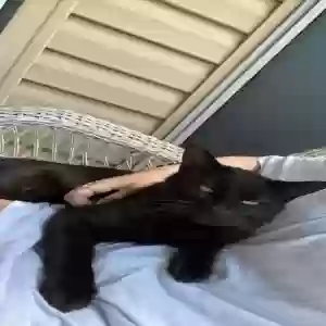 lost male cat ash
