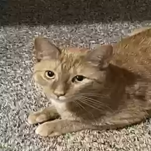 lost female cat nutmeg