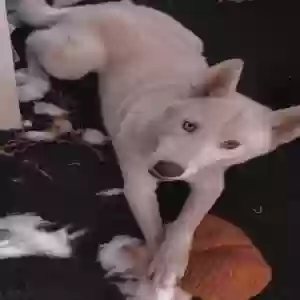 lost female dog molly