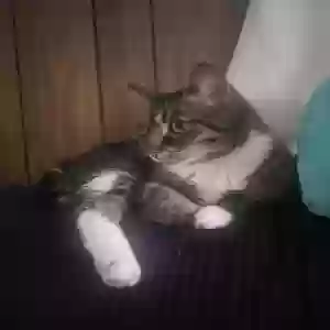 lost female cat luna