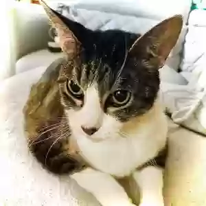lost female cat abby