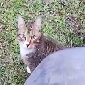 lost male cat cosmo