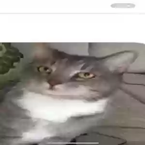 lost male cat waffle