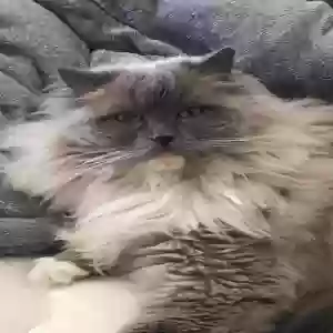 lost female cat layla