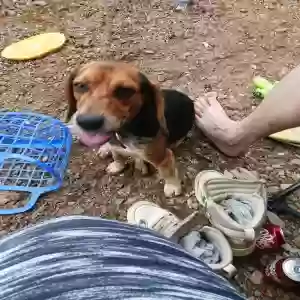 lost male dog chief