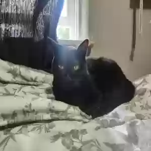 lost female cat alice