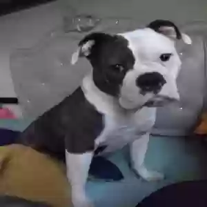 lost female dog athena