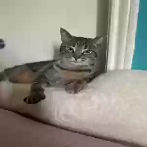 lost male cat benji