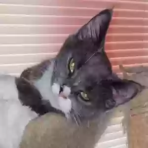 lost female cat merlynn