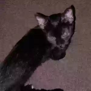 lost female cat toes