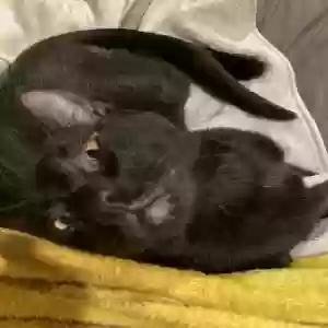 lost male cat ganon (aka sparky)