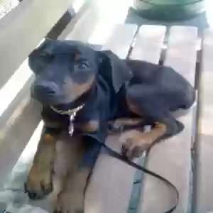lost female dog chloe