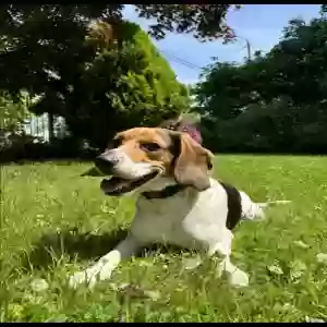 lost male dog oreo