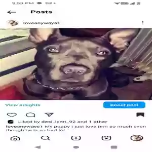 lost male dog fatboy