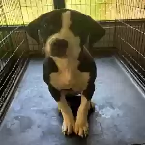 lost female dog luna