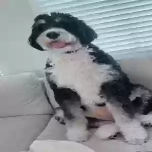 lost female dog bailey