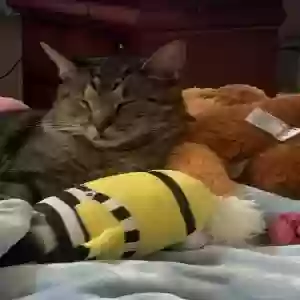 lost male cat lebron