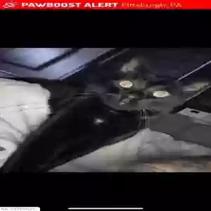lost male cat pico