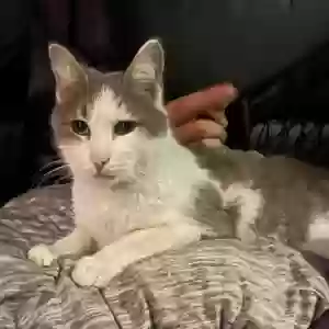 lost male cat noodle