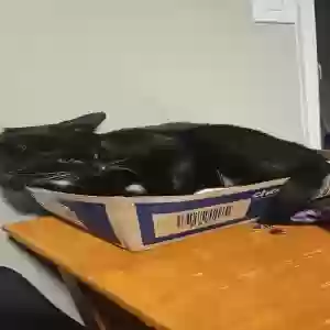 lost male cat blaze