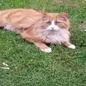 lost male cat moe