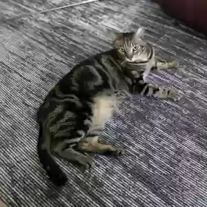 lost male cat loki