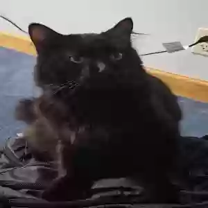 lost male cat mob