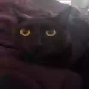 lost female cat onyxia