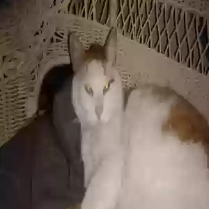 lost male cat homie....... a. k. a homeslice