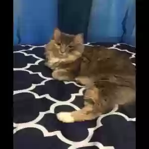 lost female cat maya