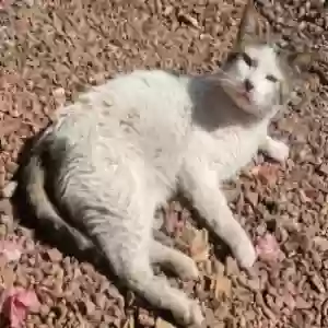 lost male cat raggles