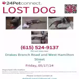 lost female dog bella bleu