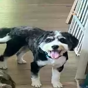 lost male dog blitzen