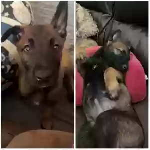 lost unknown dog beretta and rambo