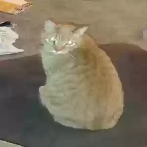lost male cat aryeh