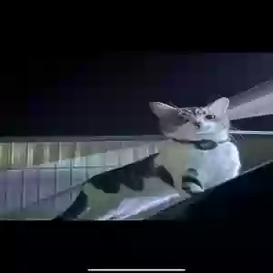 lost male cat remington