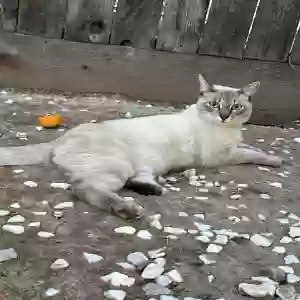 lost male cat biscuit