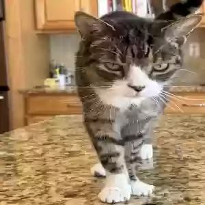 lost female cat unknown