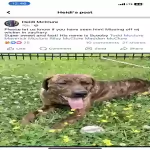 lost male dog scooby