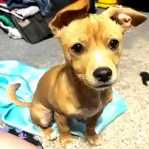 lost male dog rukus