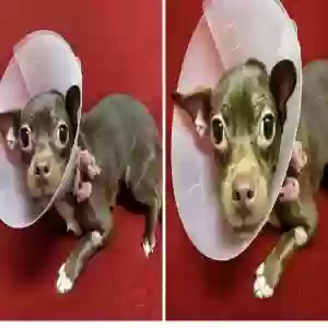 lost female dog chocolate