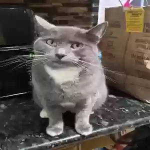 lost female cat sushi