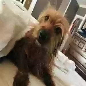 lost female dog lucy