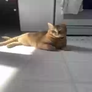 lost male cat tiberius