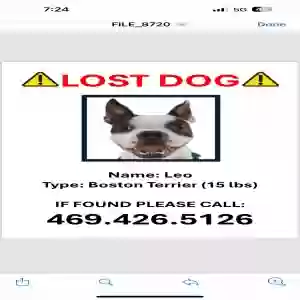 lost male dog leo