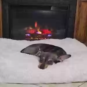 lost male dog buddy