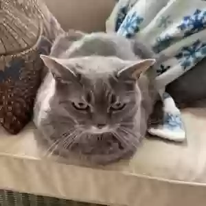 lost female cat rosie